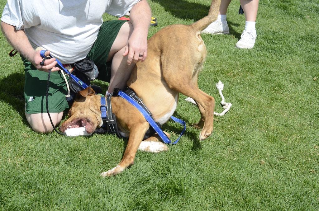 Enlarge Copper, a Adoptable mixed breed in Meridian, ID image 2/5