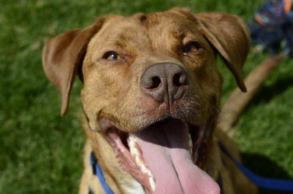 Copper, a Adoptable mixed breed in Meridian, ID image 4/5