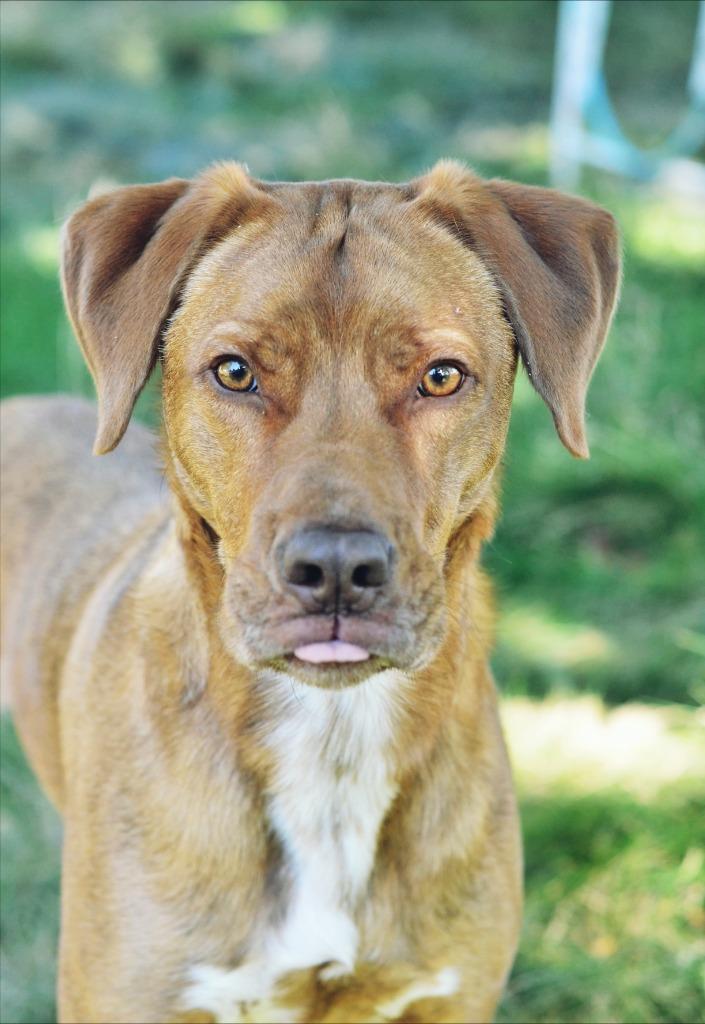 Enlarge Copper, a Adoptable mixed breed in Meridian, ID image 4/5