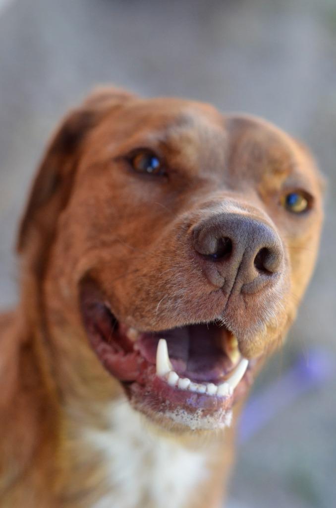 Copper, a Adoptable mixed breed in Meridian, ID image 5/5