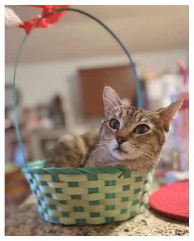 Moira Rose Cat, Adopted, Young Female Domestic Short Hair.