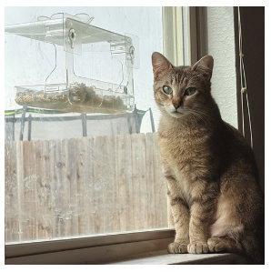 Moira Rose Cat, a Adopted Domestic Short Hair in Frisco, TX image 2/3