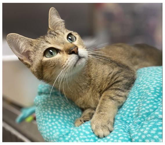 Moira Rose Cat, a Adopted Domestic Short Hair in Frisco, TX image 3/3
