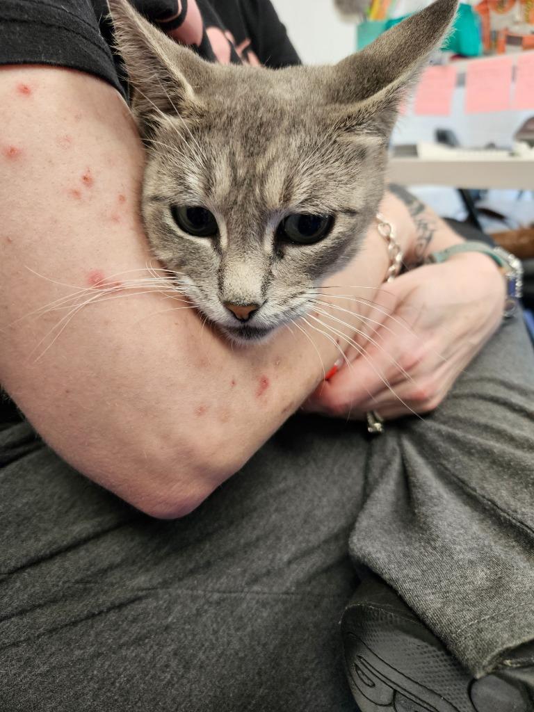 Poppy, Adoptable, Young Female Domestic Short Hair.