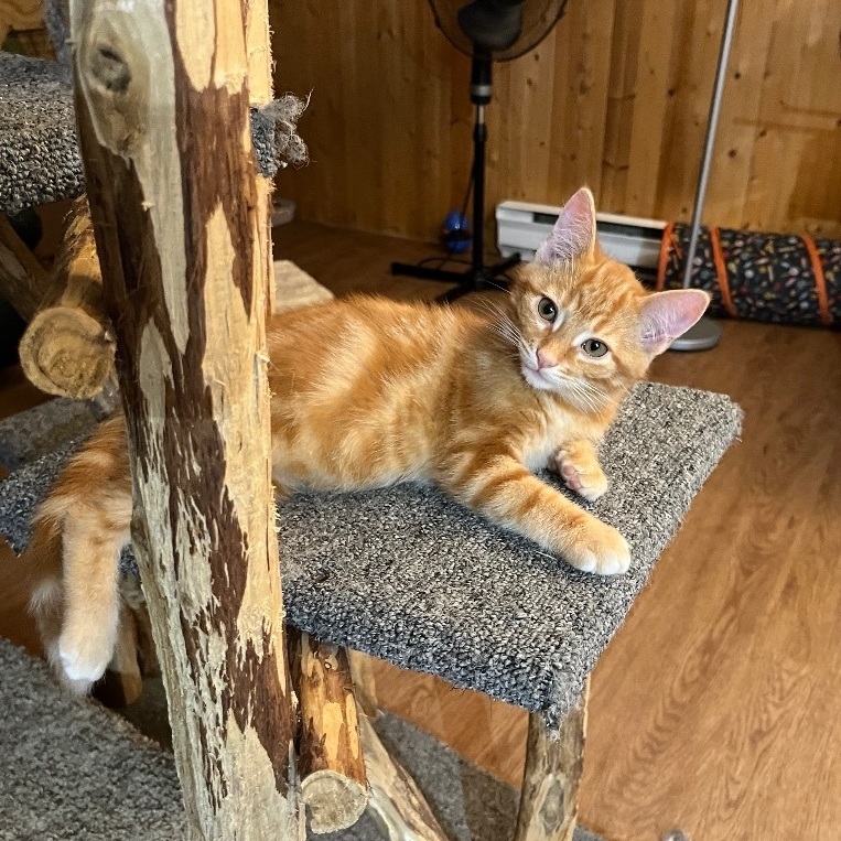 Barney, Adopted, Kitten Male Domestic Short Hair.