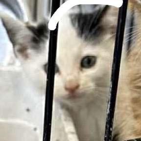 Sir Kamikazi, a Adoptable Domestic Short Hair in Bottineau, ND image 1/2