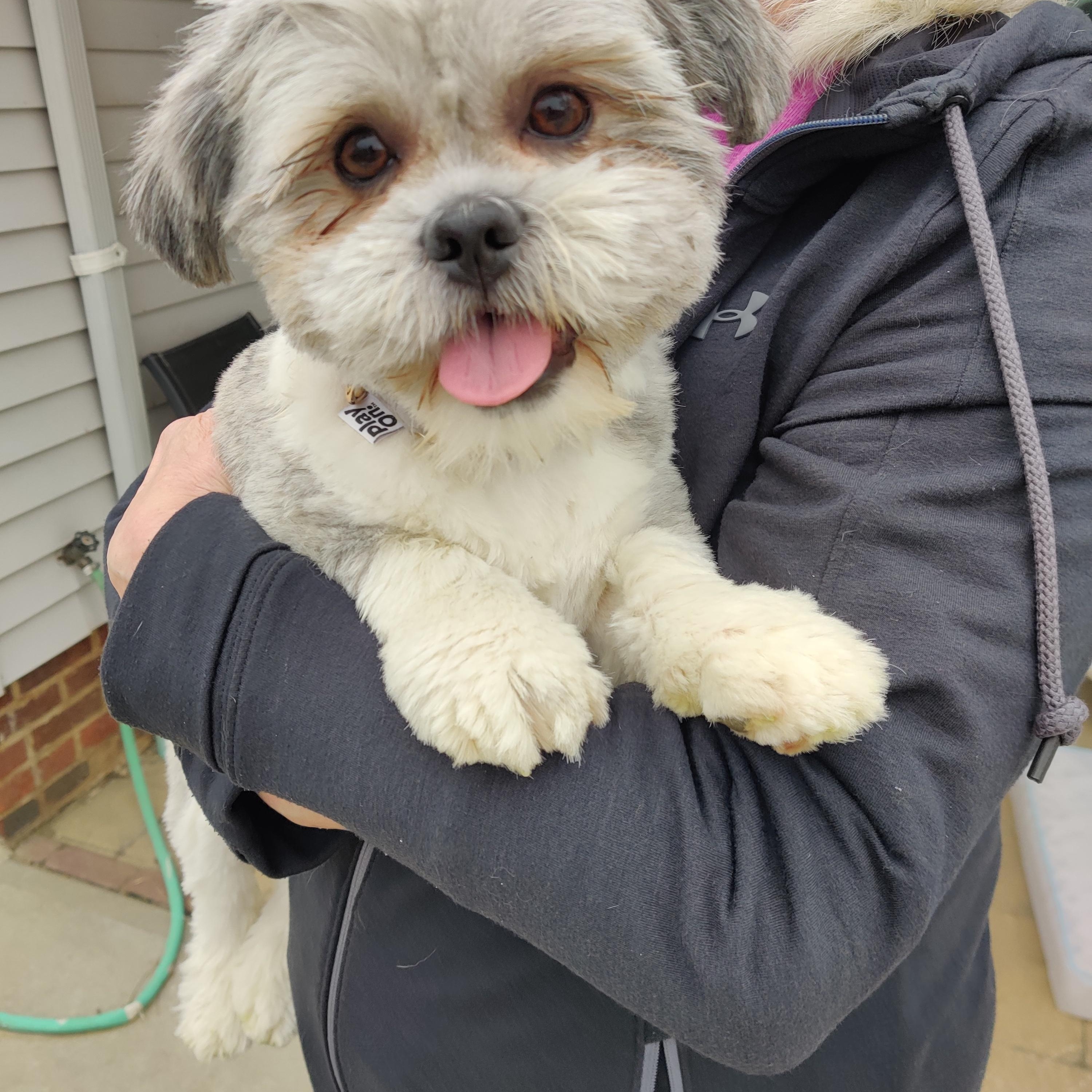 Enlarge Ted, a ADOPTABLE mixed breed in Cleveland, OH image 1/6