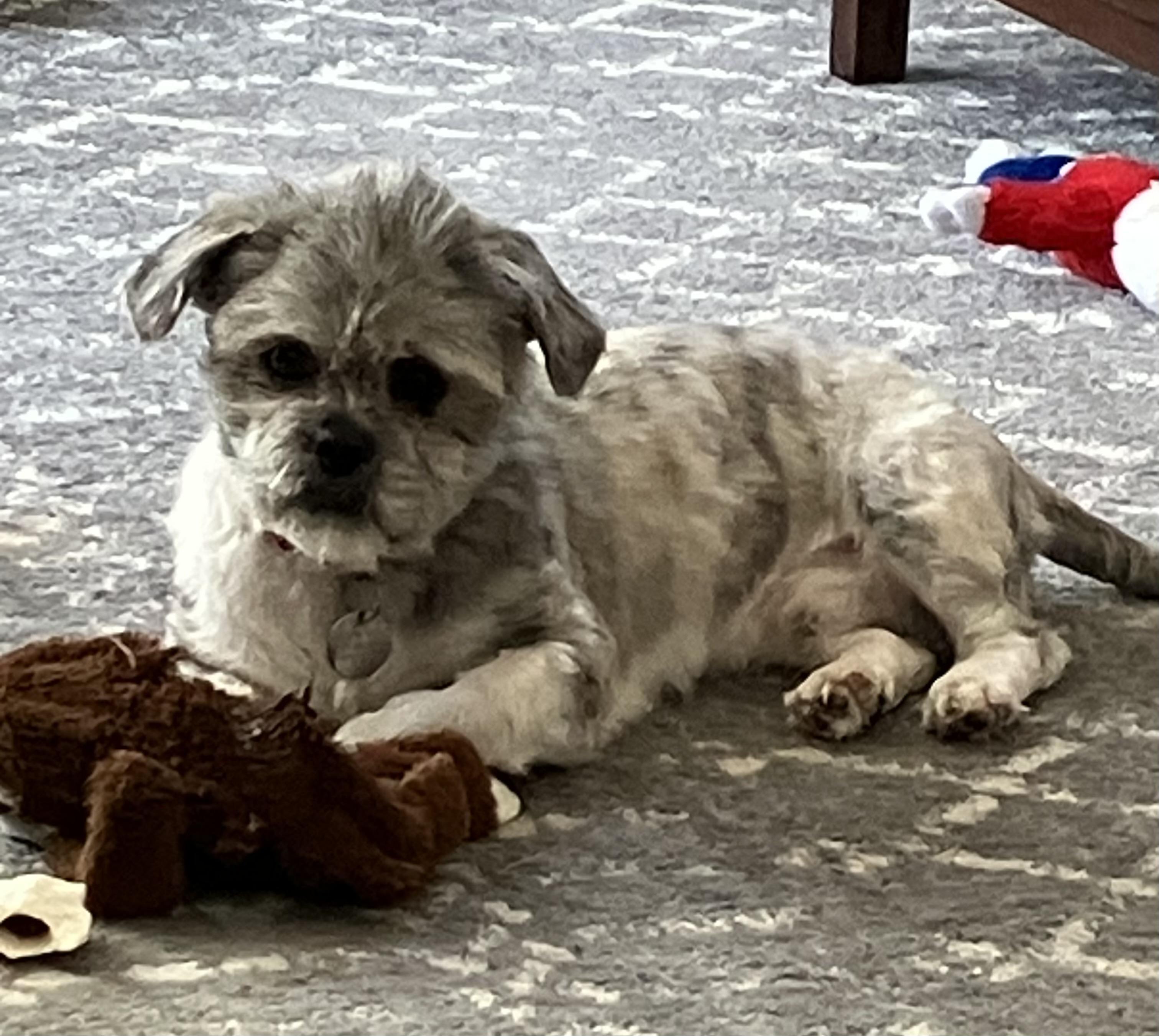 Enlarge Ted, a ADOPTABLE mixed breed in Cleveland, OH image 4/6