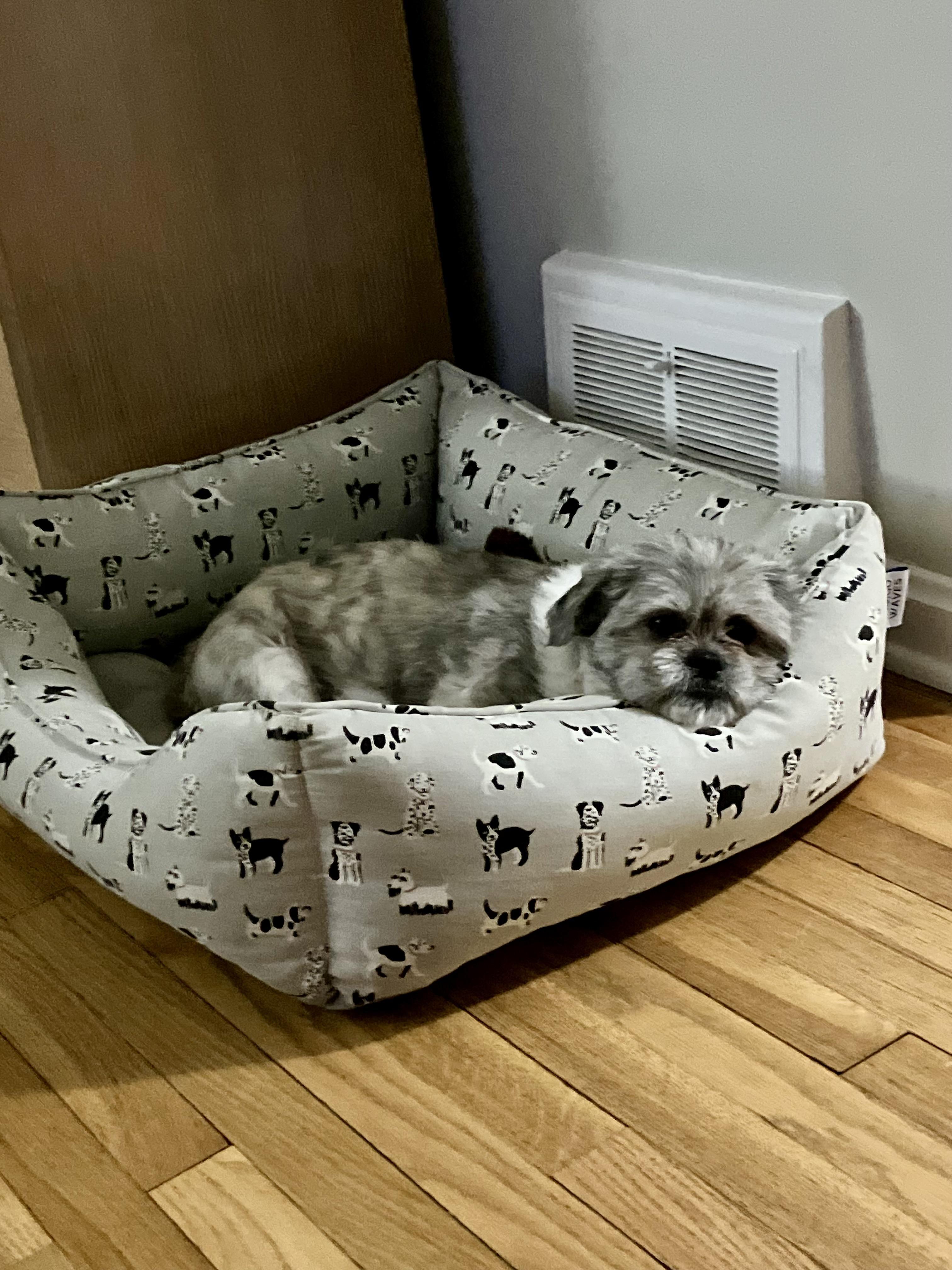 Enlarge Ted, a ADOPTABLE mixed breed in Cleveland, OH image 3/6