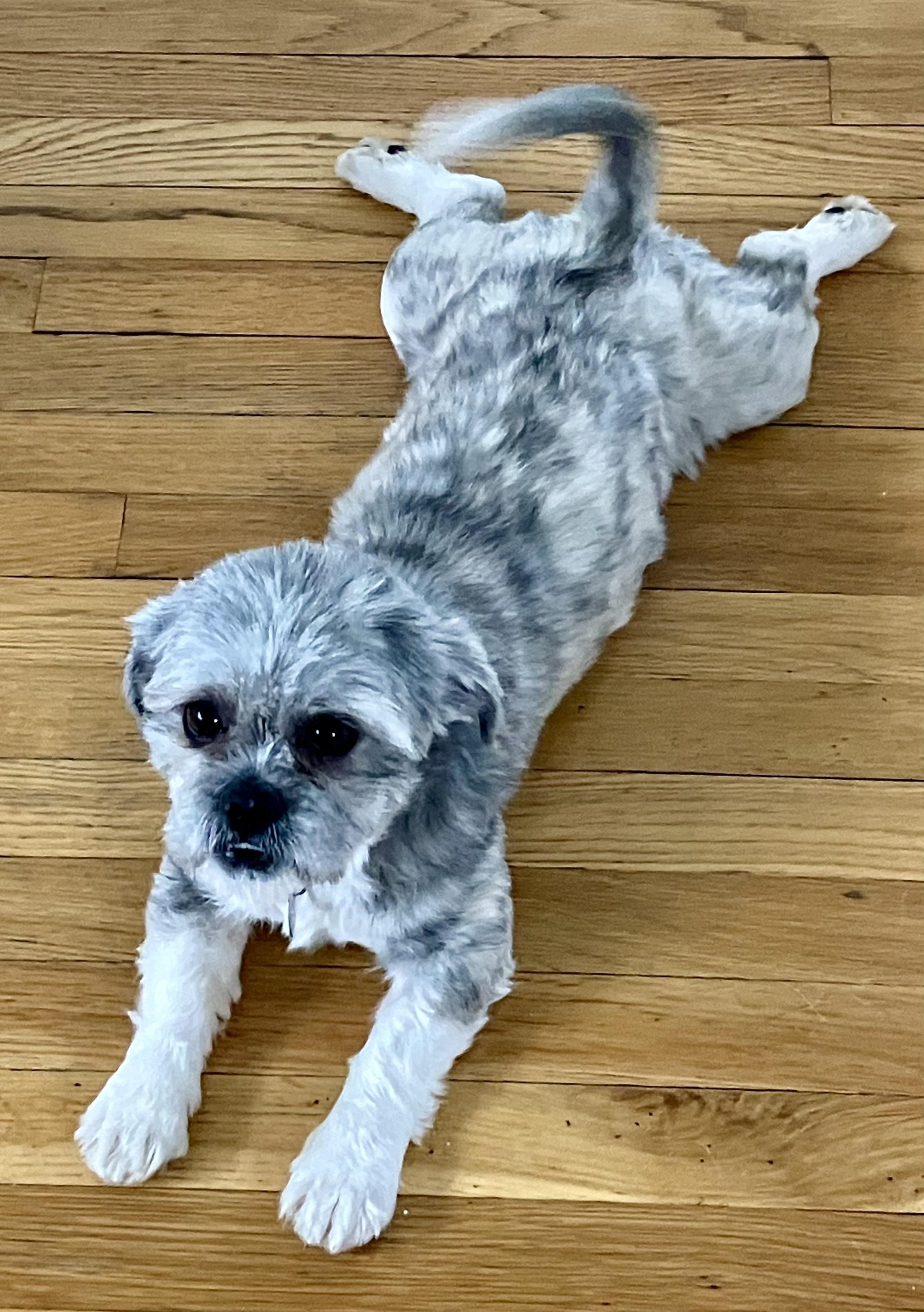 Enlarge Ted, a ADOPTABLE mixed breed in Cleveland, OH image 5/6