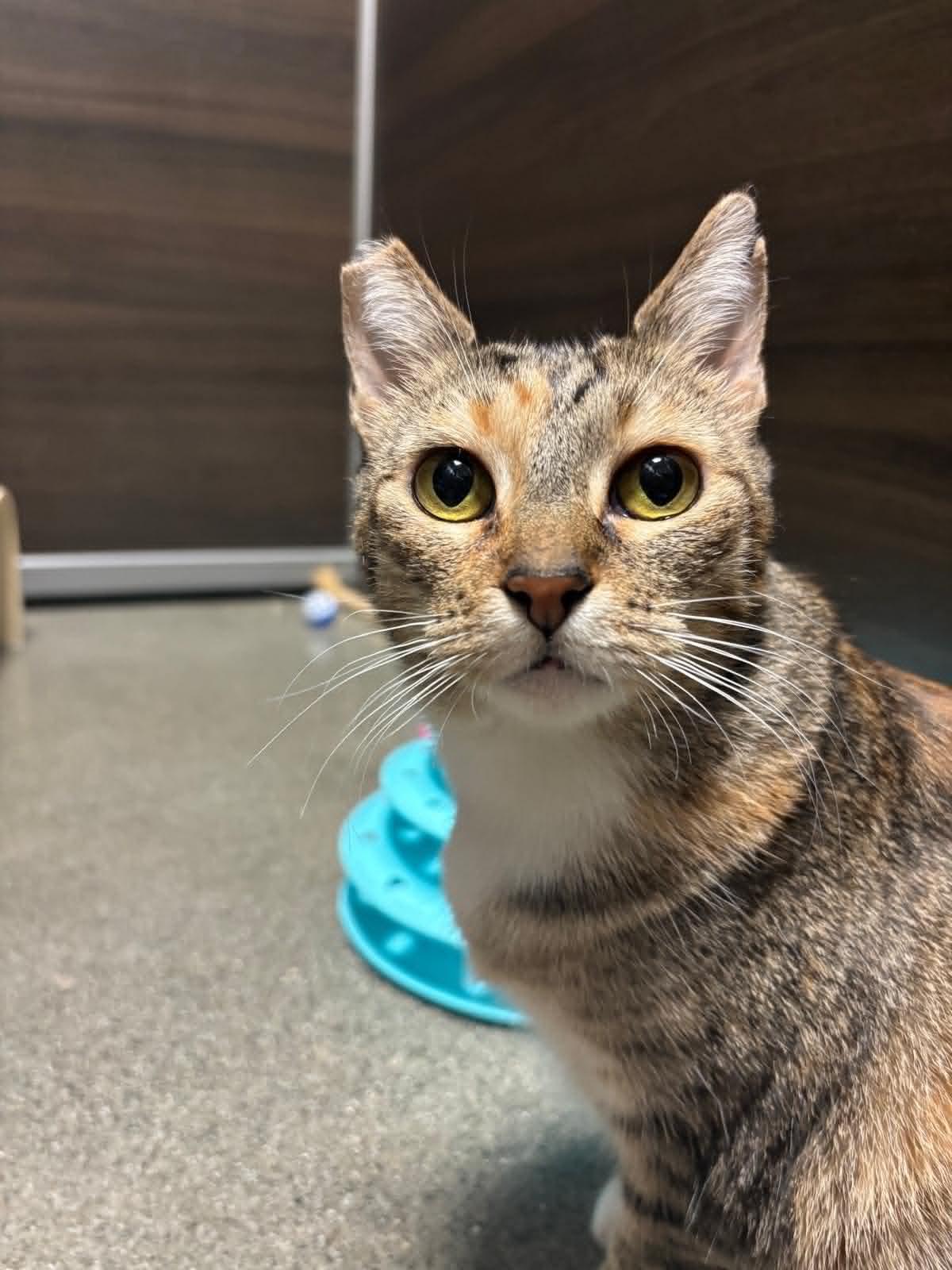Ava, ADOPTABLE, Adult Female Torbie.