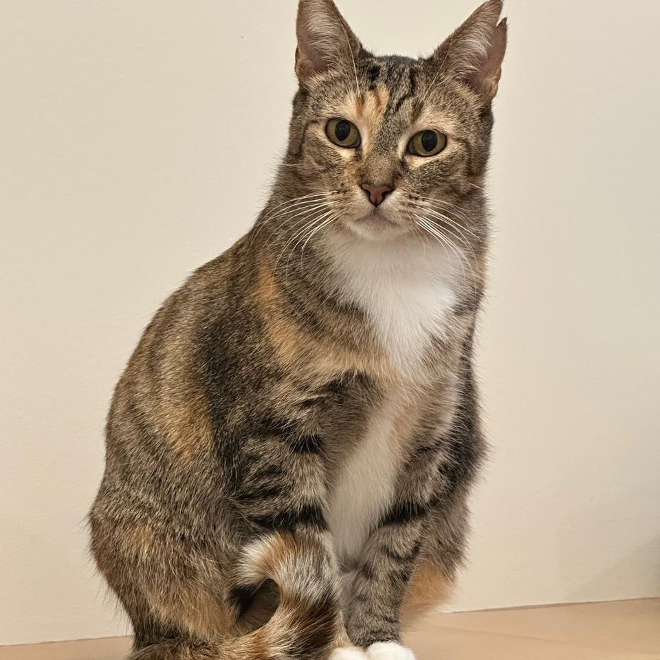 Enlarge Ava, a ADOPTABLE Torbie in BURNABY, BC image 2/2