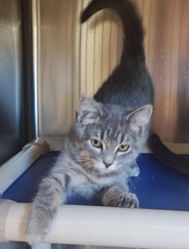 Roxie, Adoptable, Young Female Domestic Short Hair.