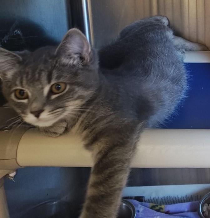 Enlarge Roxie, a Adoptable Domestic Short Hair in Wahpeton, ND image 2/2
