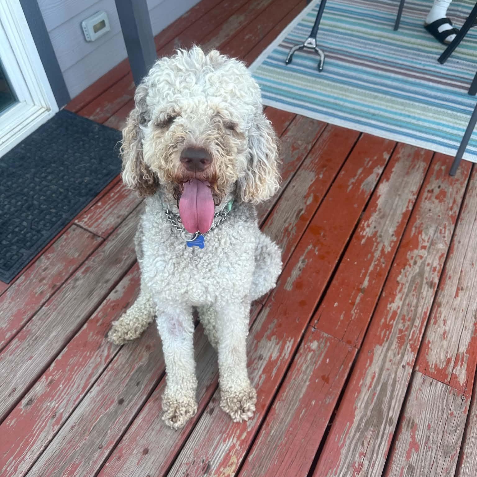 Gatsby, an adopted mixed breed in Fort Collins, CO image 2/6