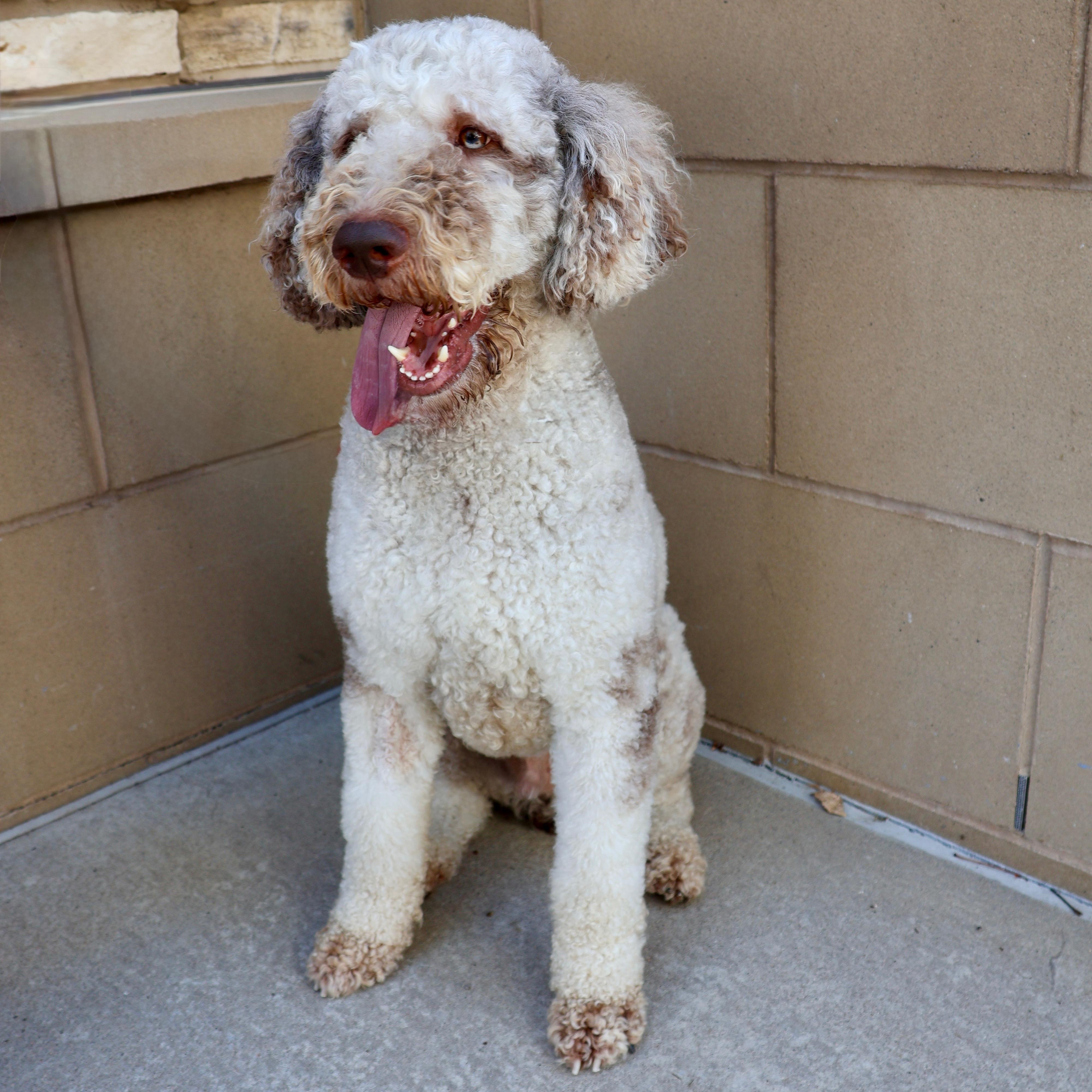 Gatsby, an adopted mixed breed in Fort Collins, CO image 4/6