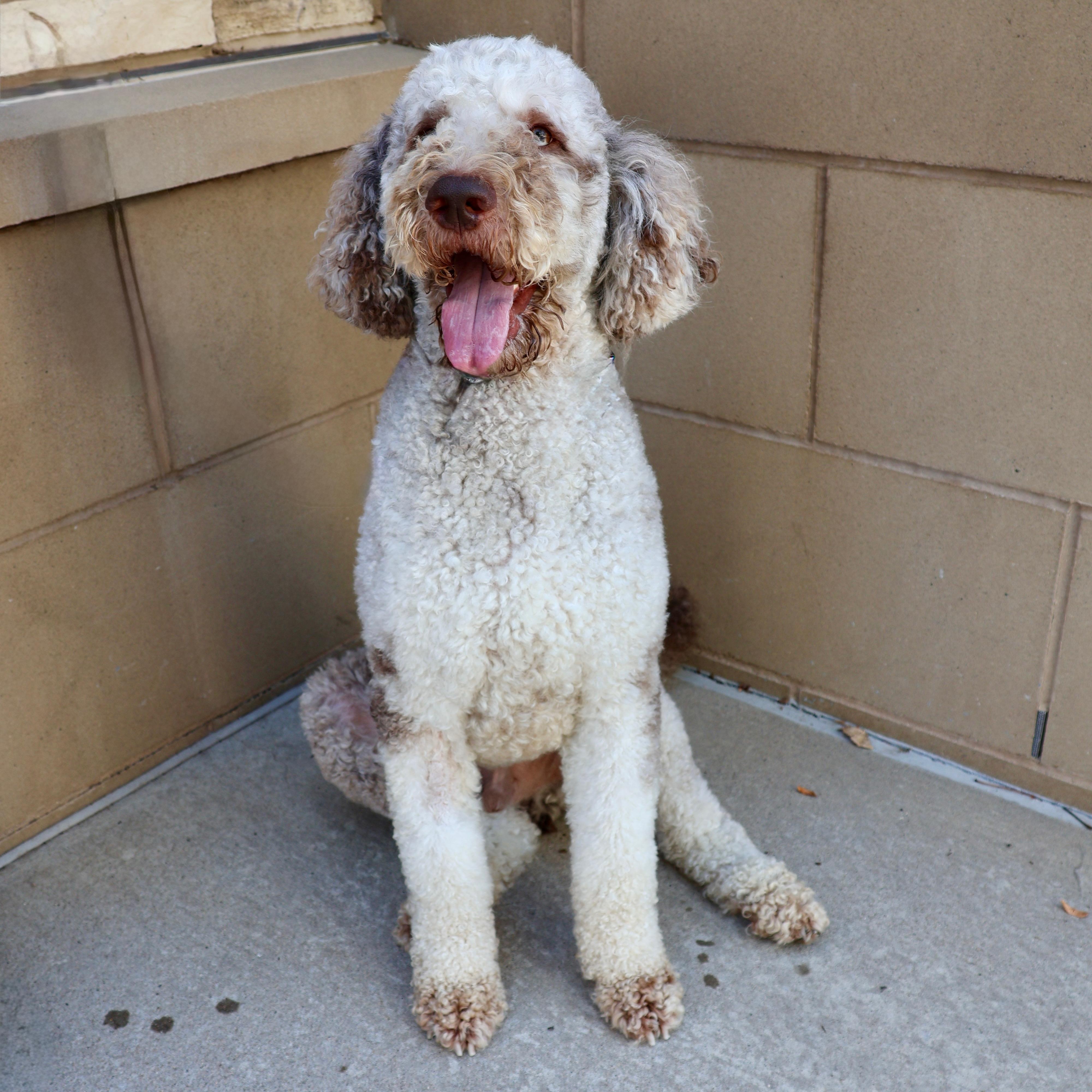 Gatsby, an adopted mixed breed in Fort Collins, CO image 3/6