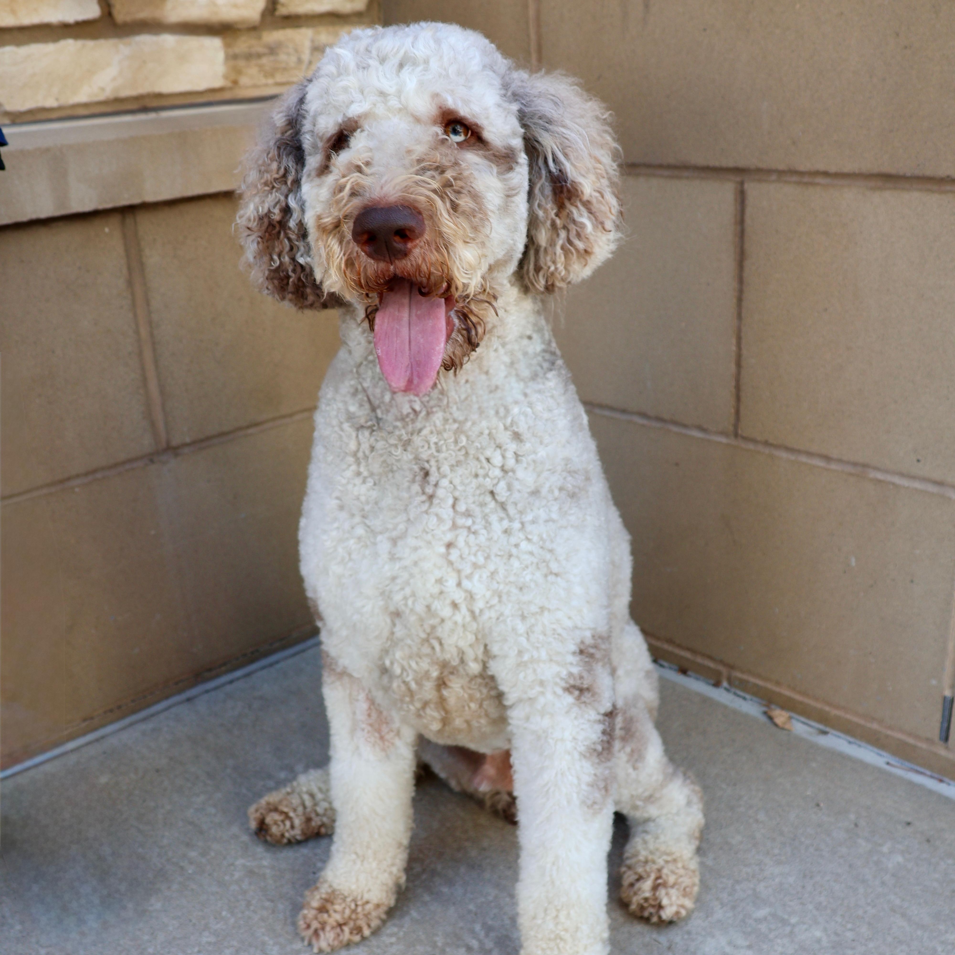 Gatsby, adopted, Adult Male Standard Poodle & Australian Shepherd.