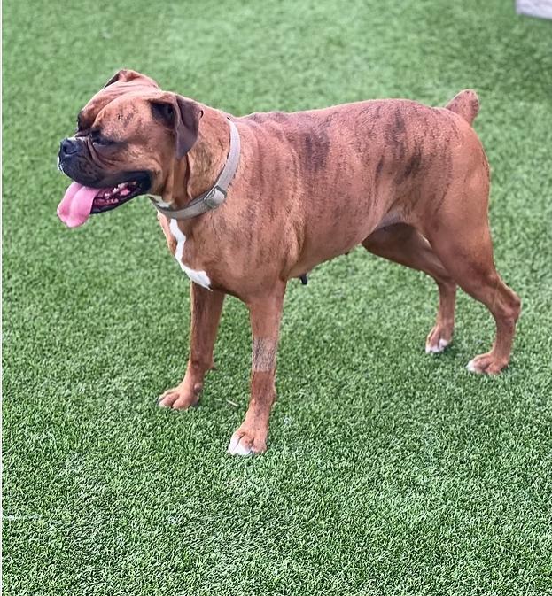 Chloe, ADOPTABLE, Adult Female Boxer.