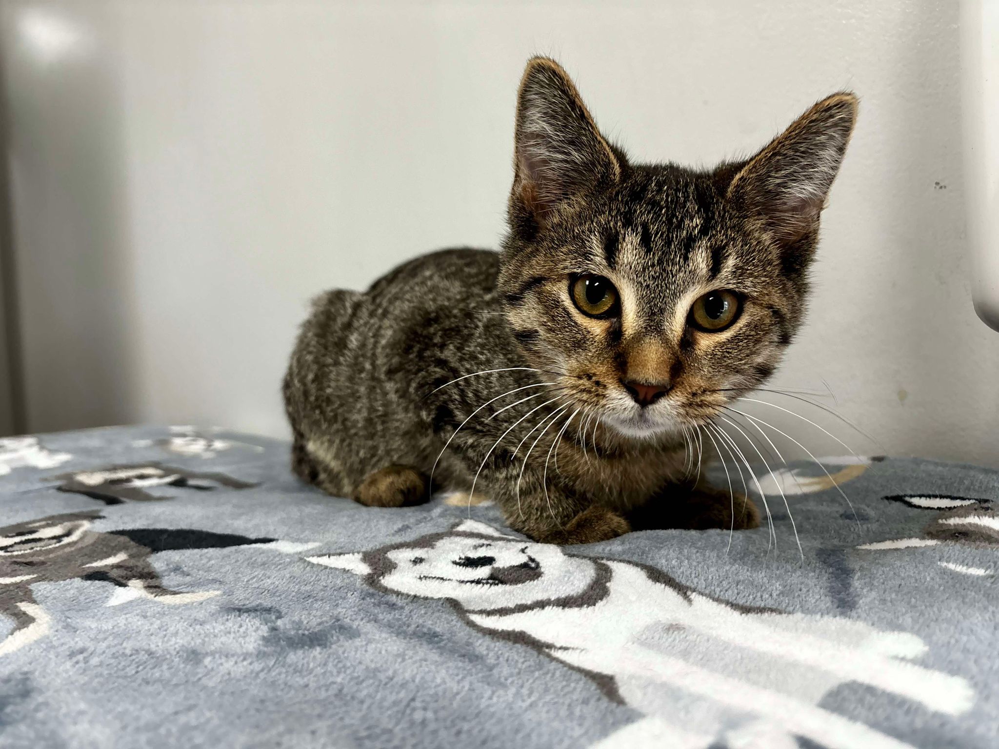 Cat for adoption Dragon, a Domestic Short Hair & American Shorthair