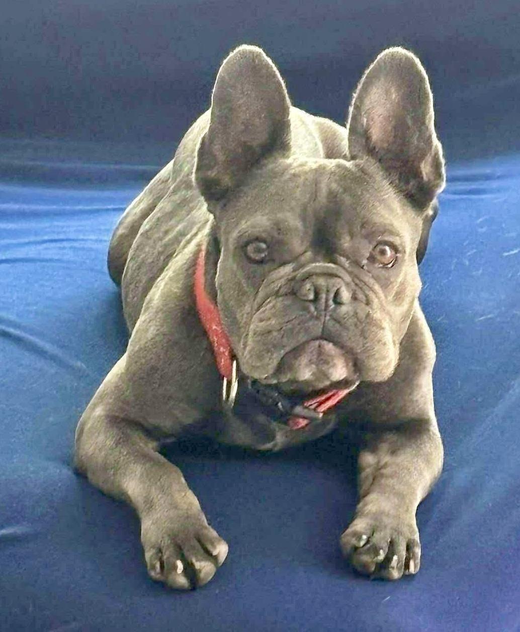 Enlarge Sunshine , a Adoptable French Bulldog in Tarzana, CA image 1/6