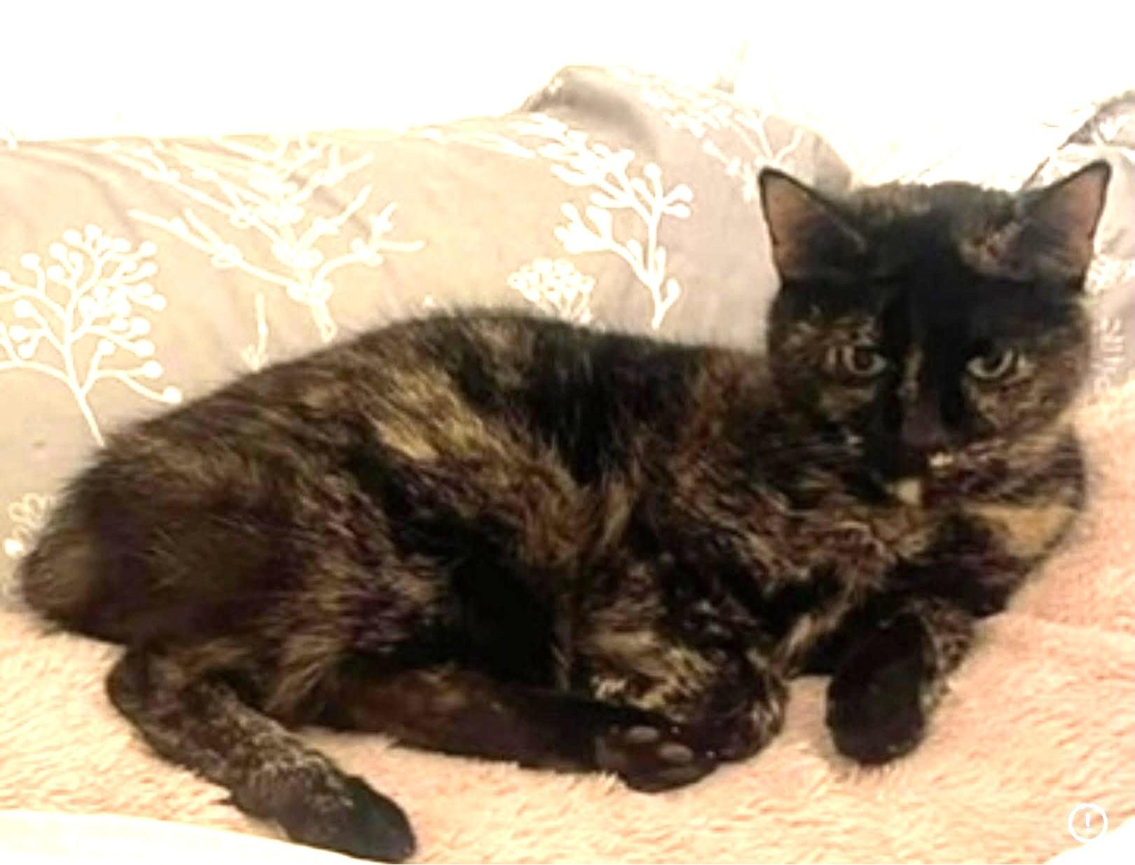Callie the Bobtail Tortie, a ADOPTABLE mixed breed in Taylor Mill, KY image 2/3