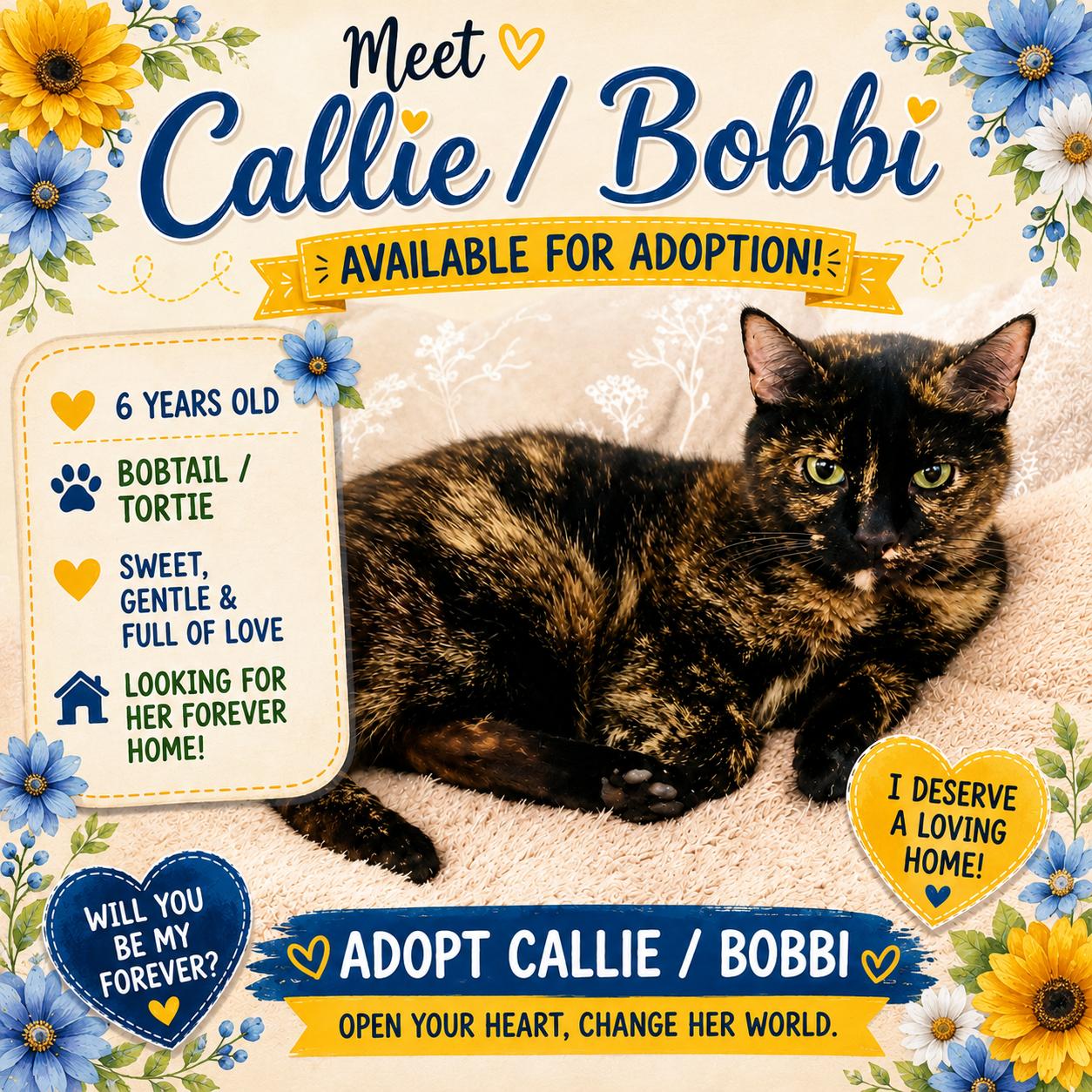 Callie the Bobtail Tortie, ADOPTABLE, Adult Female Tortoiseshell.