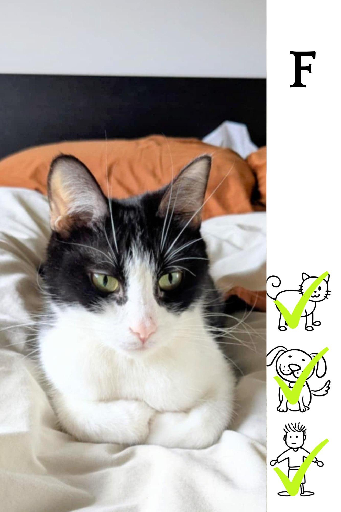 Enlarge Sarabi, a Adoptable Domestic Medium Hair in Saint-Chrysostome, QC image 1/1