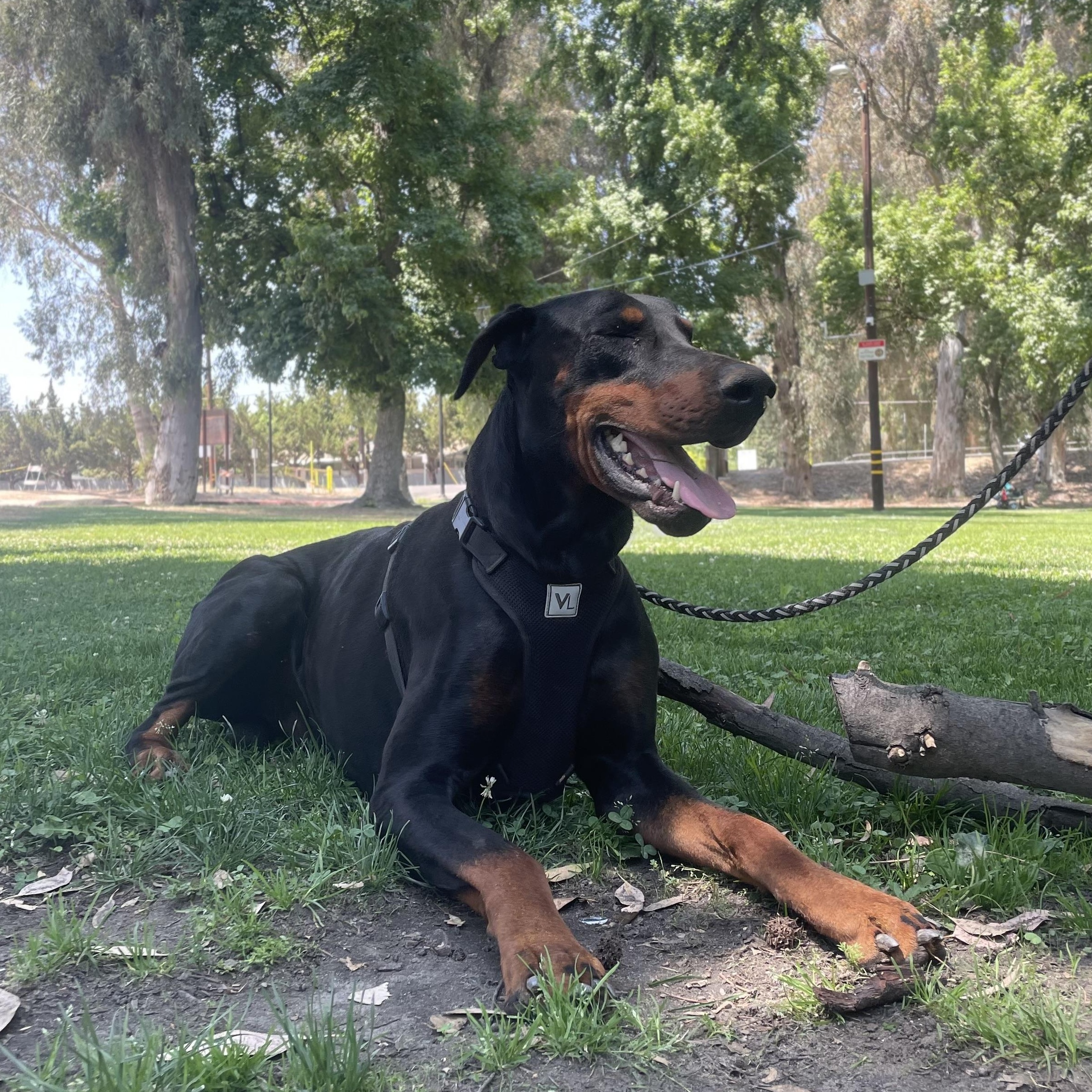 Enlarge Titan, a Adopted Doberman Pinscher in Reedley, CA image 2/5