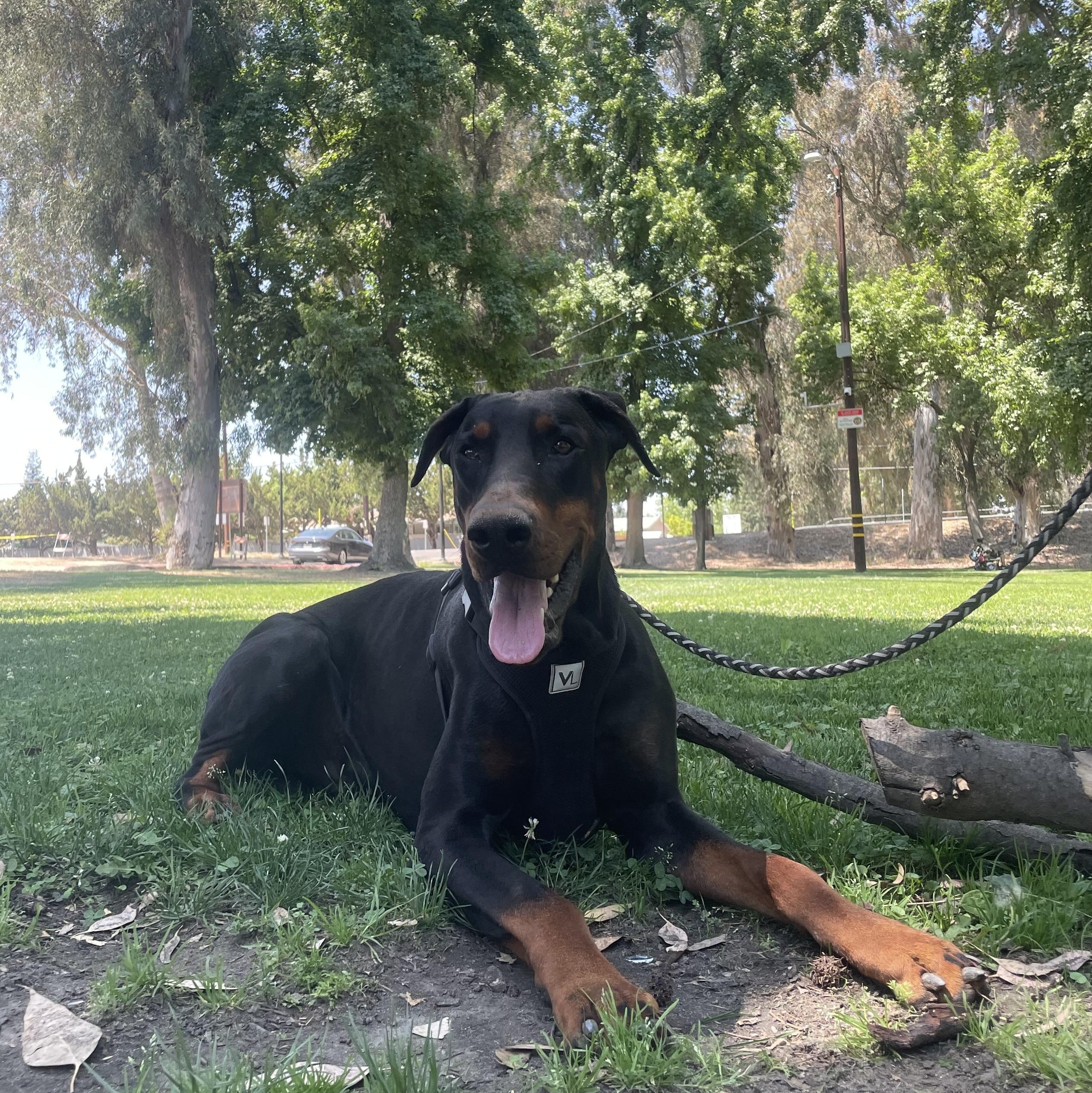 Titan, Adult Male Doberman Pinscher