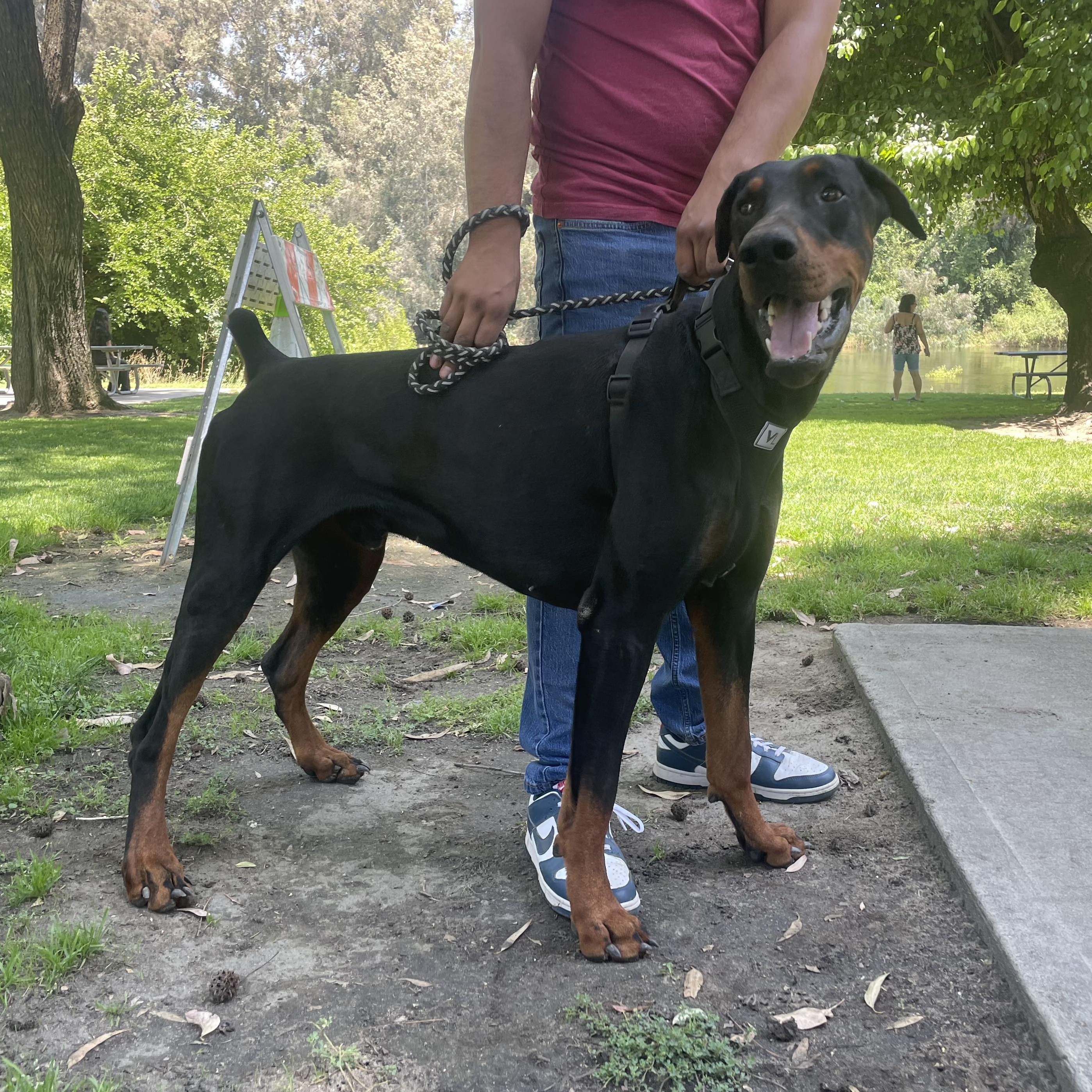 Enlarge Titan, a Adopted Doberman Pinscher in Reedley, CA image 3/5