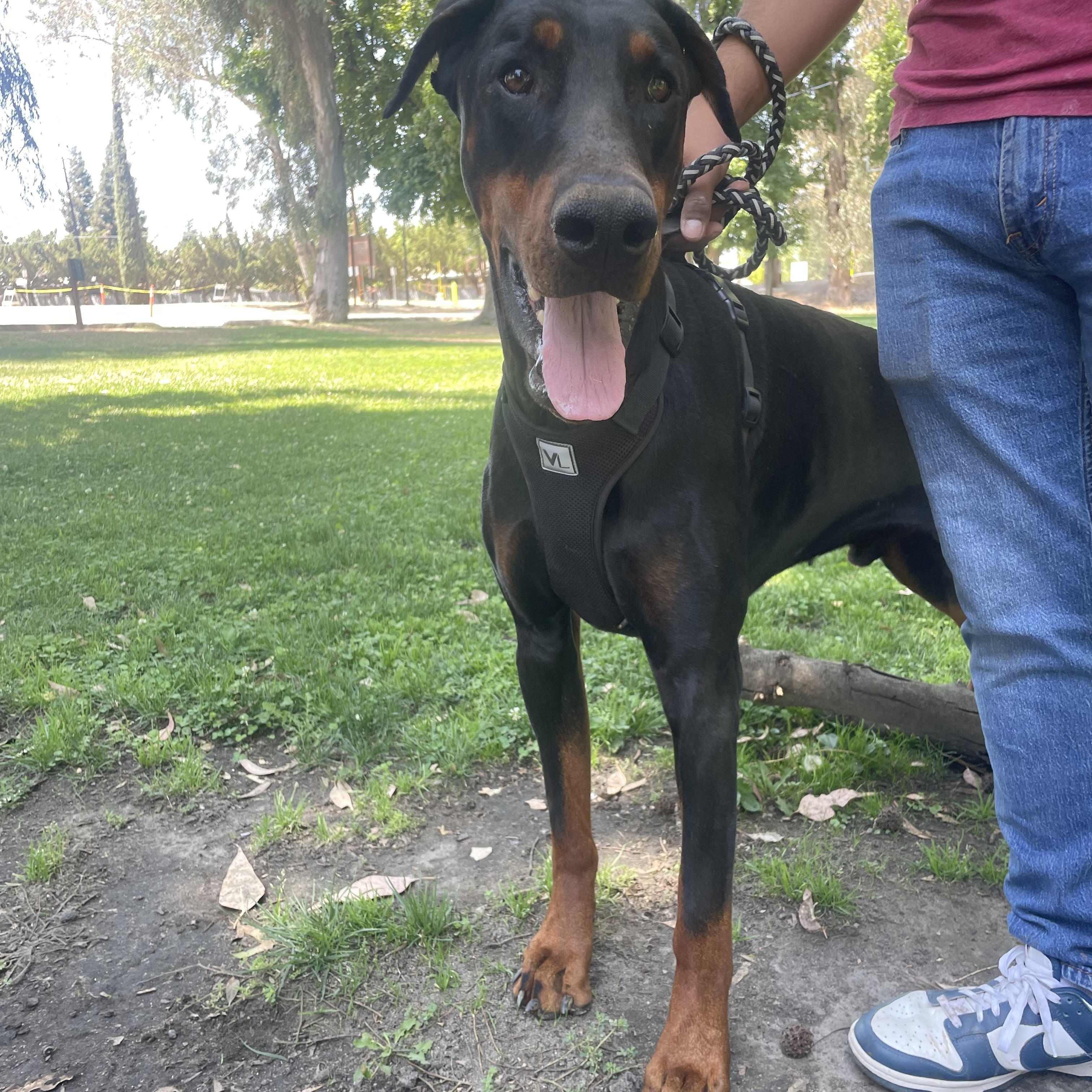 Enlarge Titan, a Adopted Doberman Pinscher in Reedley, CA image 5/5