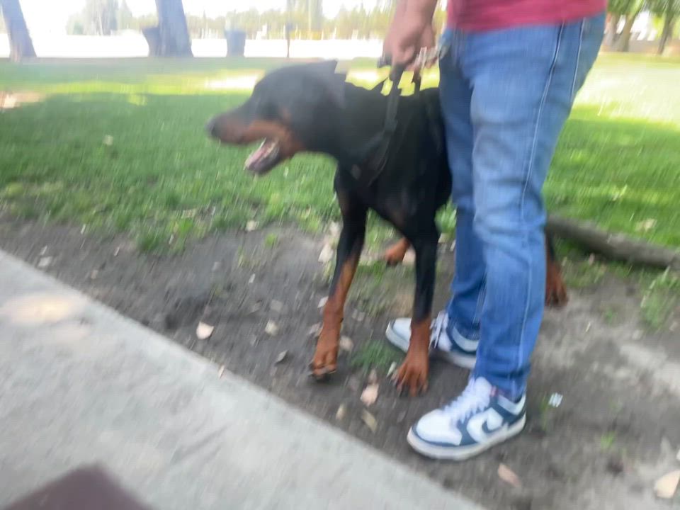 Enlarge Titan, a Adopted Doberman Pinscher in Reedley, CA video 4/5