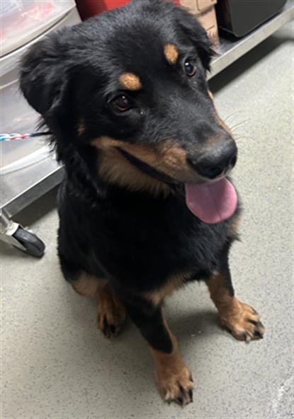 Bandit, an adoptable Border Collie, Australian Shepherd in Thousand Oaks, CA, 91360 | Photo Image 1