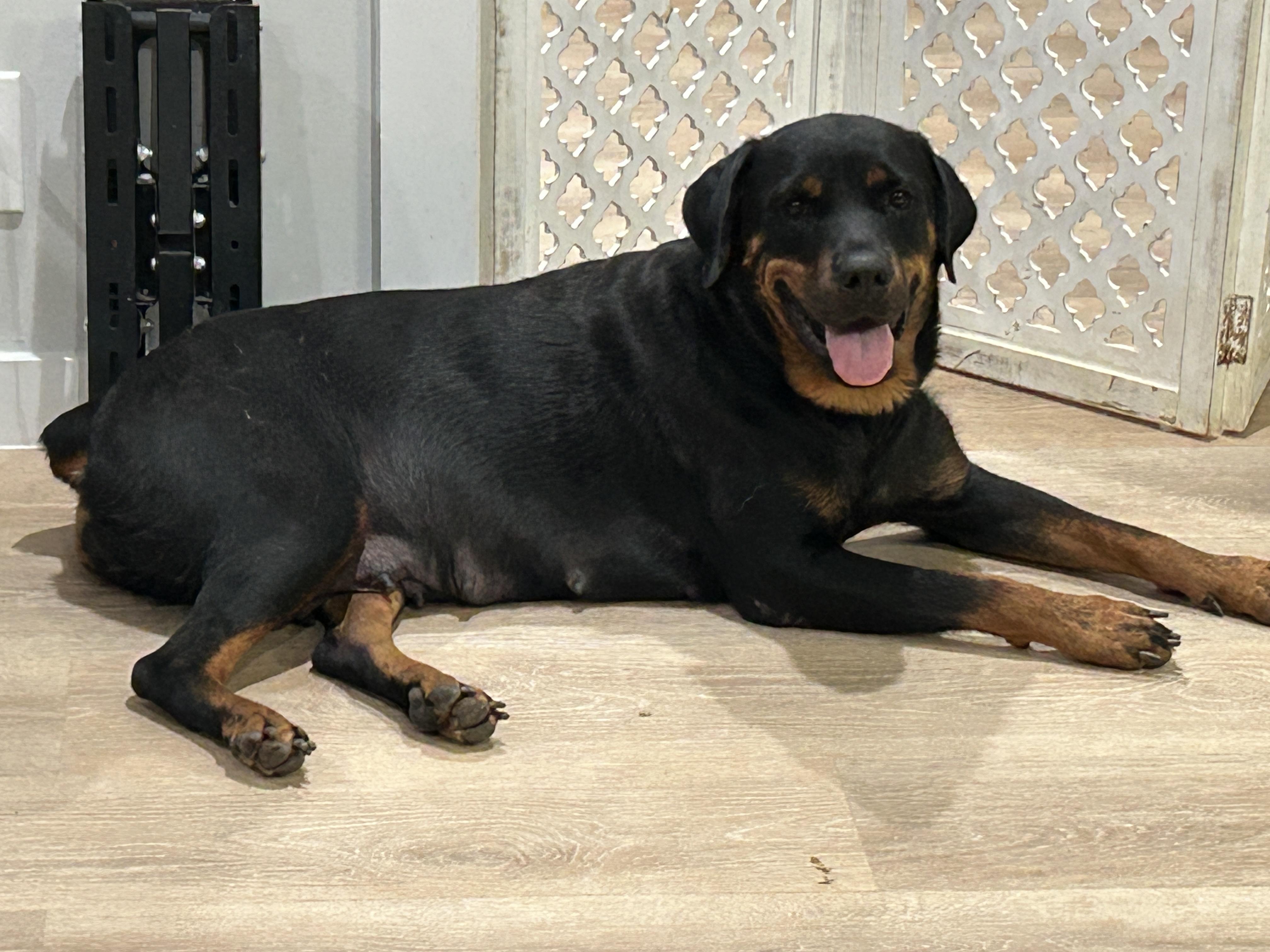 Enlarge Gracie, an adoptable Rottweiler in Dallas, TX image 1/1
