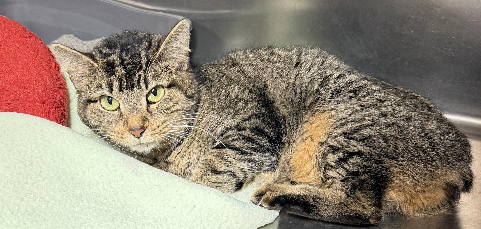Enlarge Pooky - Meet me at Fancy Paws!, a Adoptable Manx in Elkins, WV image 2/3