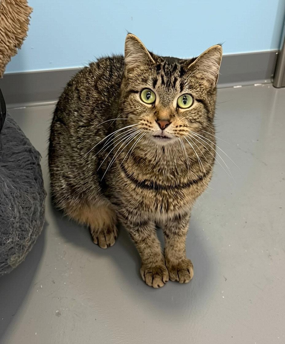 Enlarge Pooky - Meet me at Fancy Paws!, a Adoptable Manx in Elkins, WV image 3/3