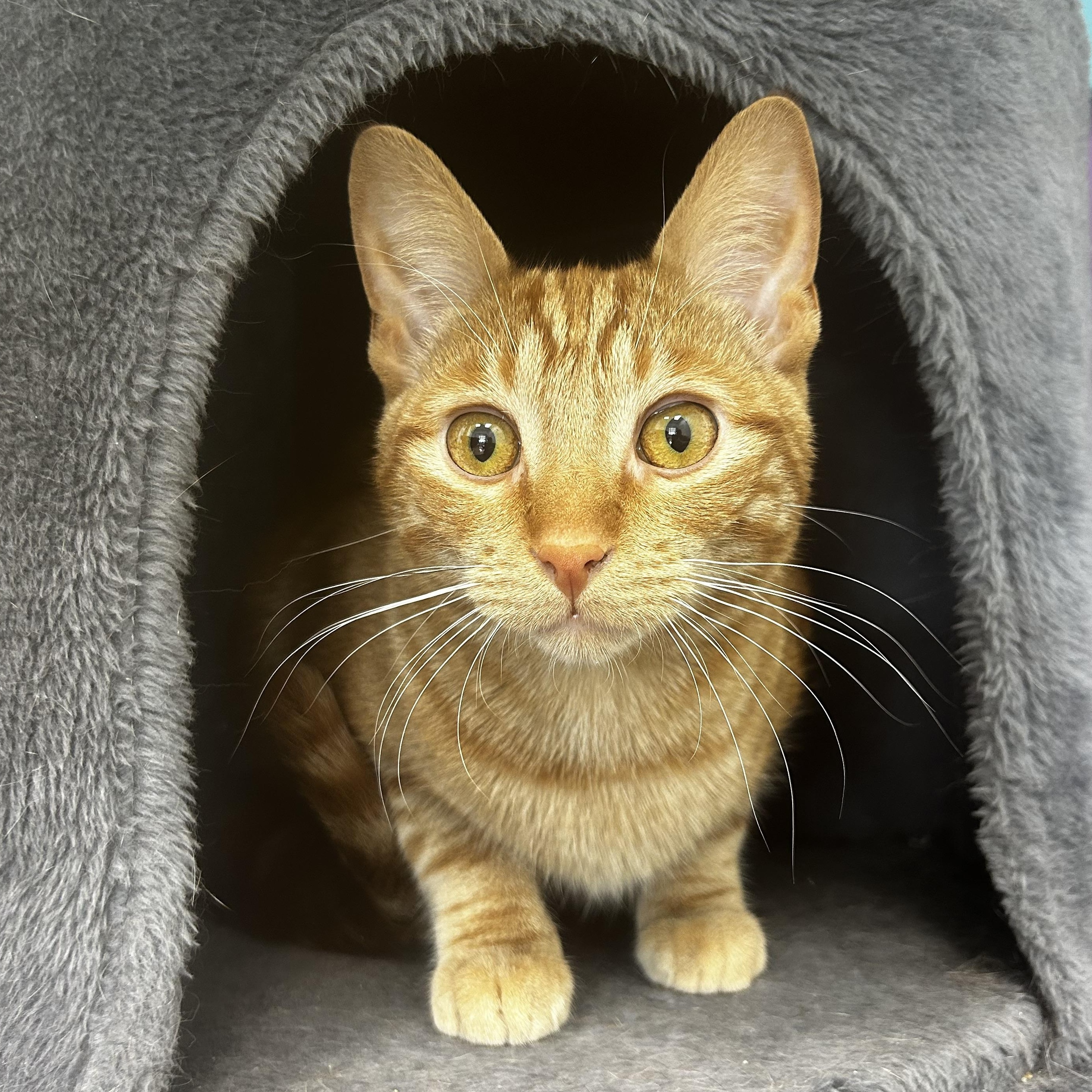 Murphy and Nikko, Baby Male Tabby
