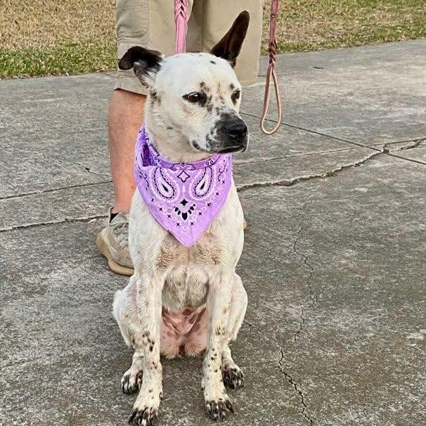 Willow — thumbnail 2