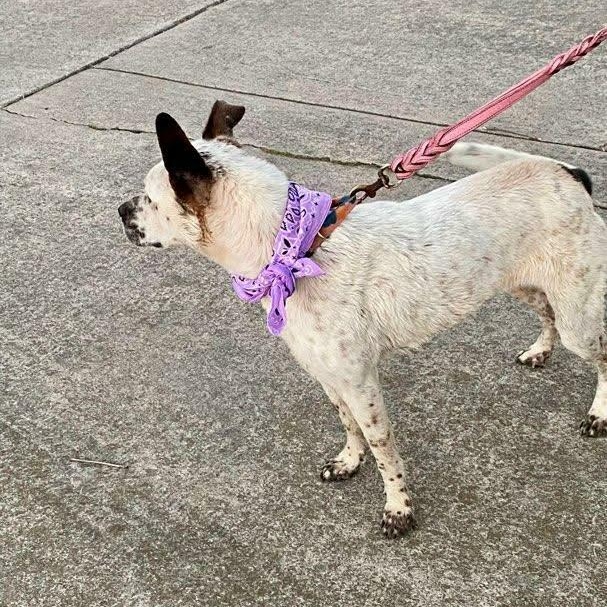 Willow — thumbnail 3