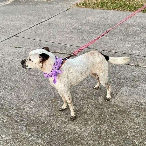 Willow — thumbnail 4