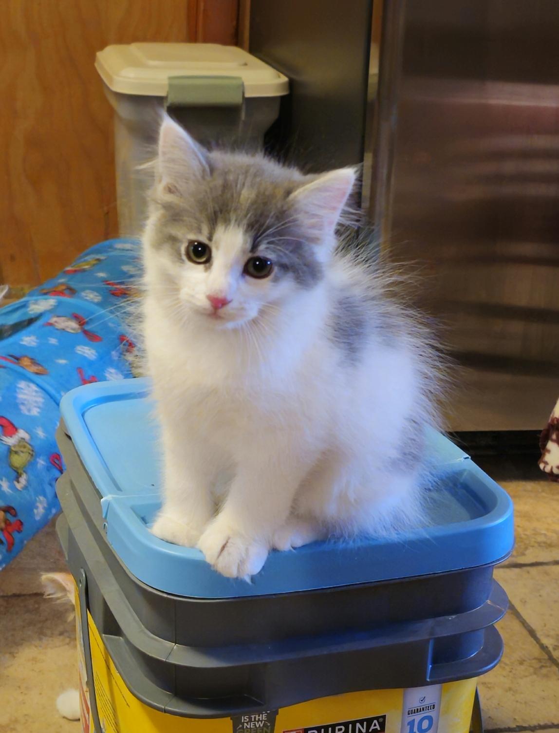 Roscoe, adopted, Kitten Male Domestic Medium Hair.