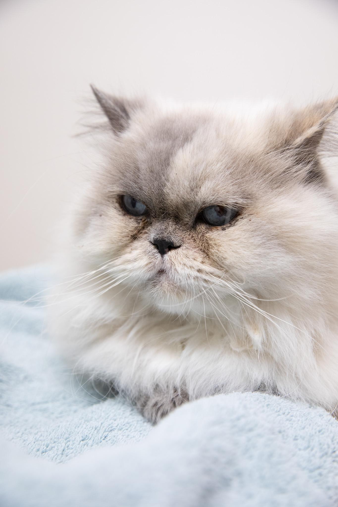 Enlarge Vivian, an adopted Persian in Montclair, NJ image 5/6