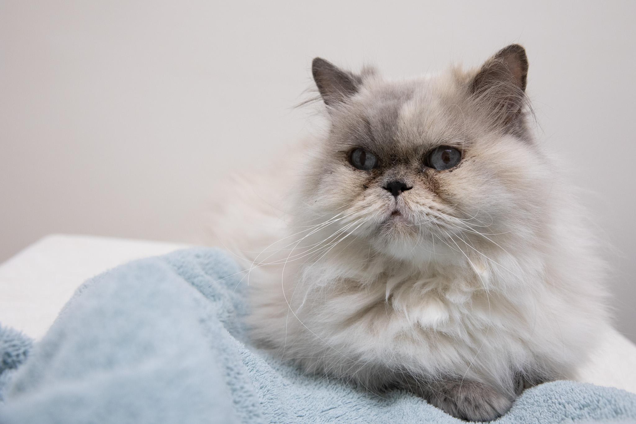 Enlarge Vivian, an adopted Persian in Montclair, NJ image 6/6