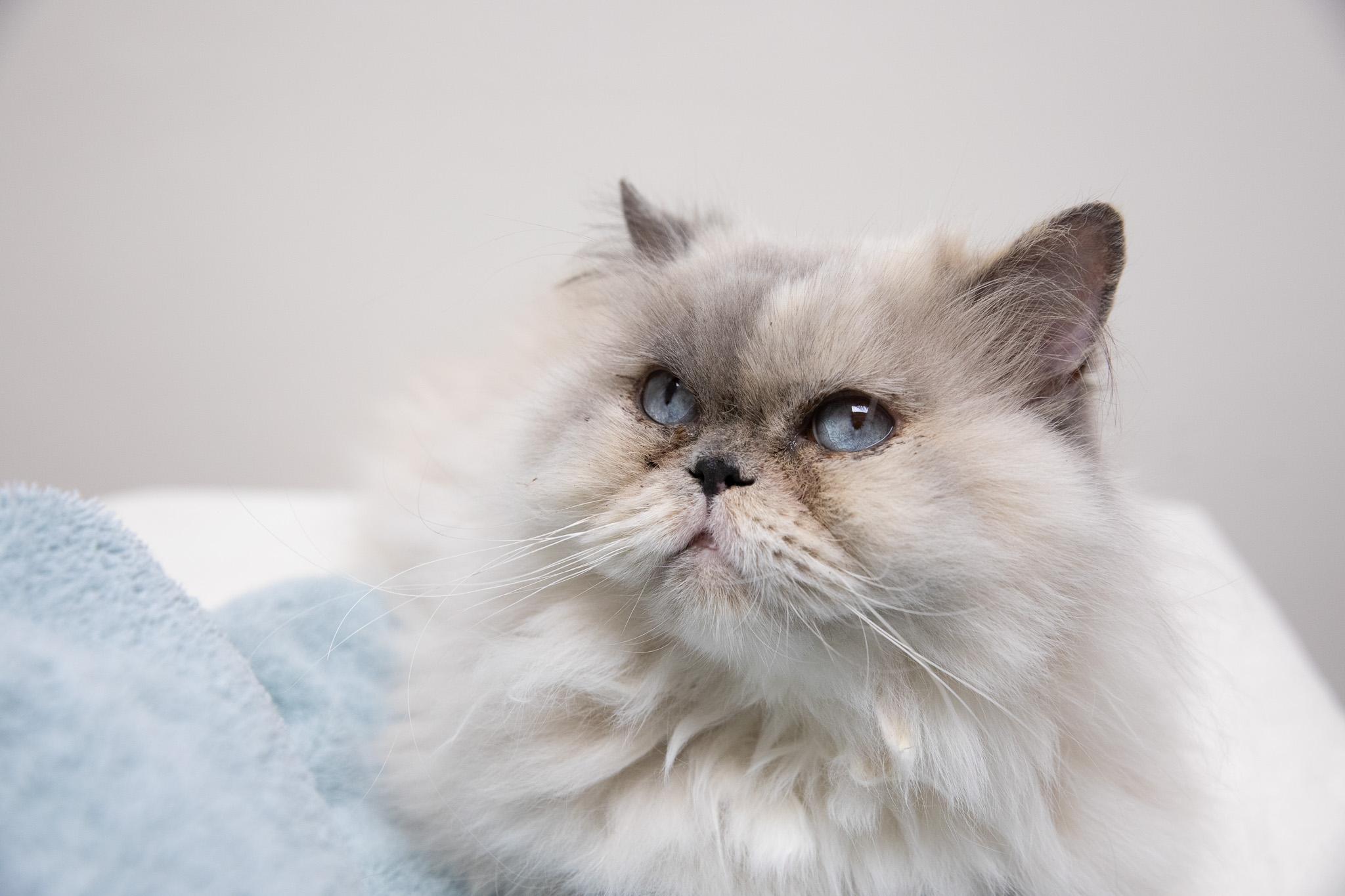 Vivian, adopted, Adult Female Persian.