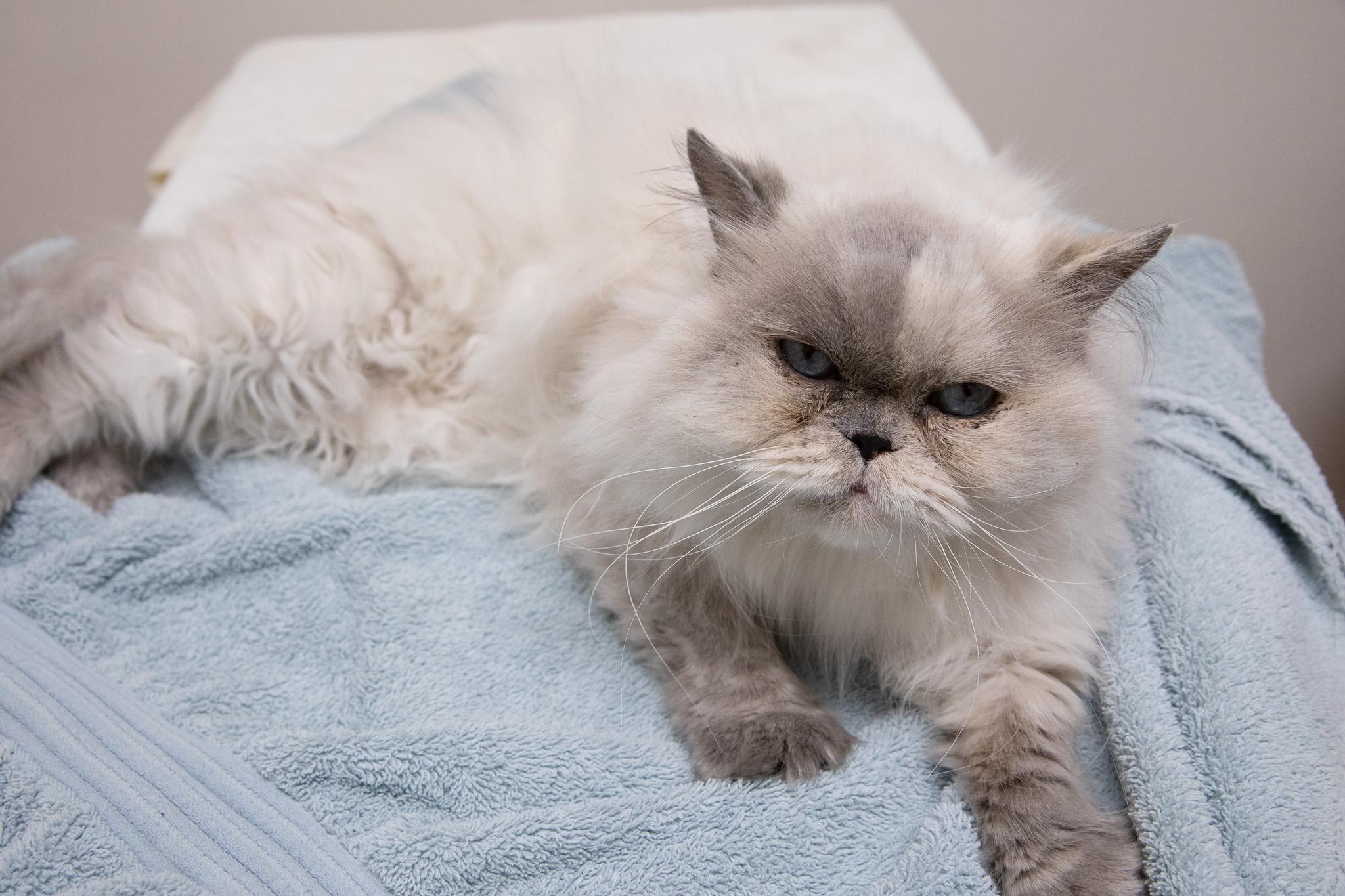 Enlarge Vivian, an adopted Persian in Montclair, NJ image 3/6