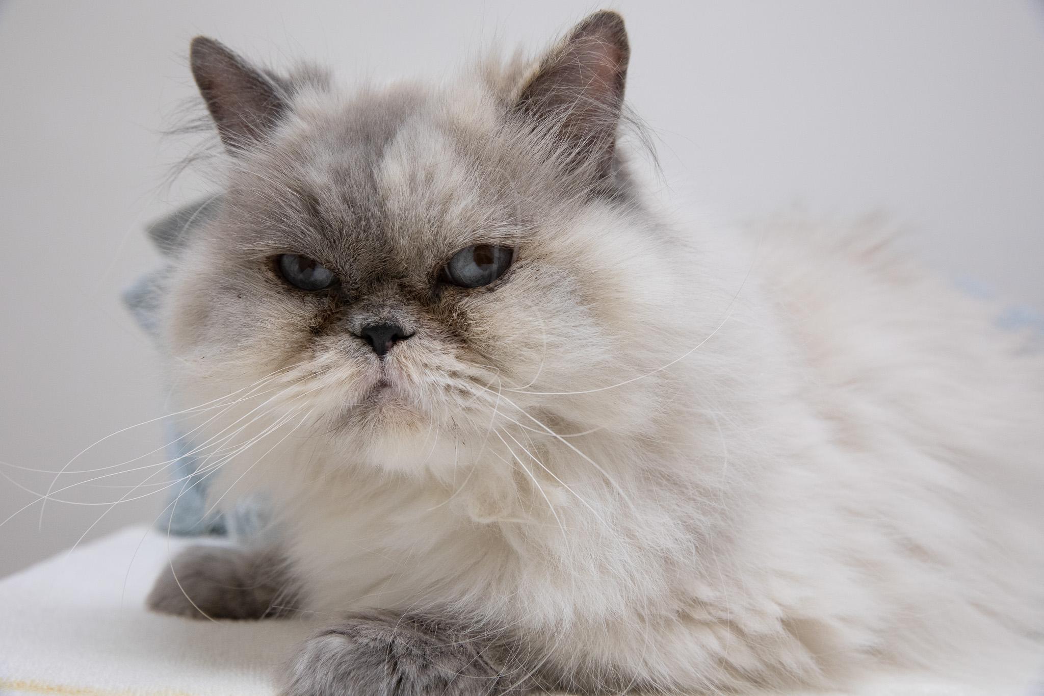 Enlarge Vivian, an adopted Persian in Montclair, NJ image 4/6