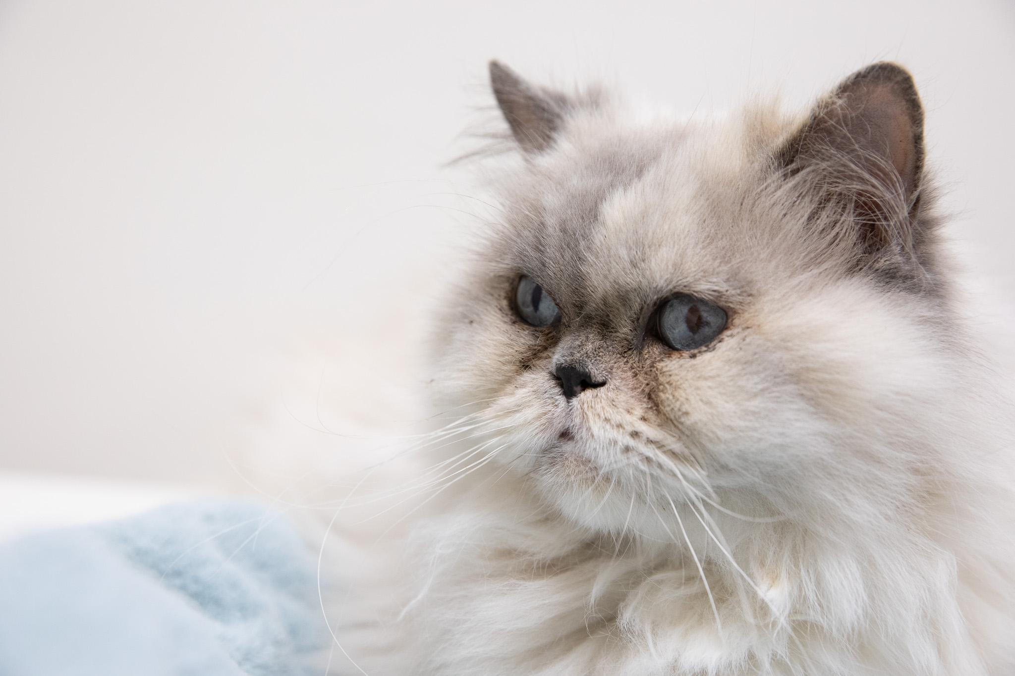 Enlarge Vivian, an adopted Persian in Montclair, NJ image 2/6