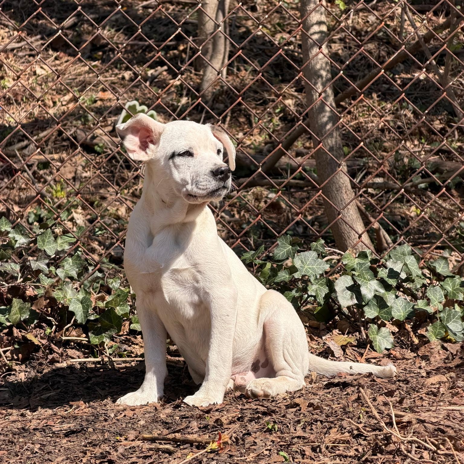 Enlarge Corky, a Adoptable mixed breed in Paramus, NJ image 2/6