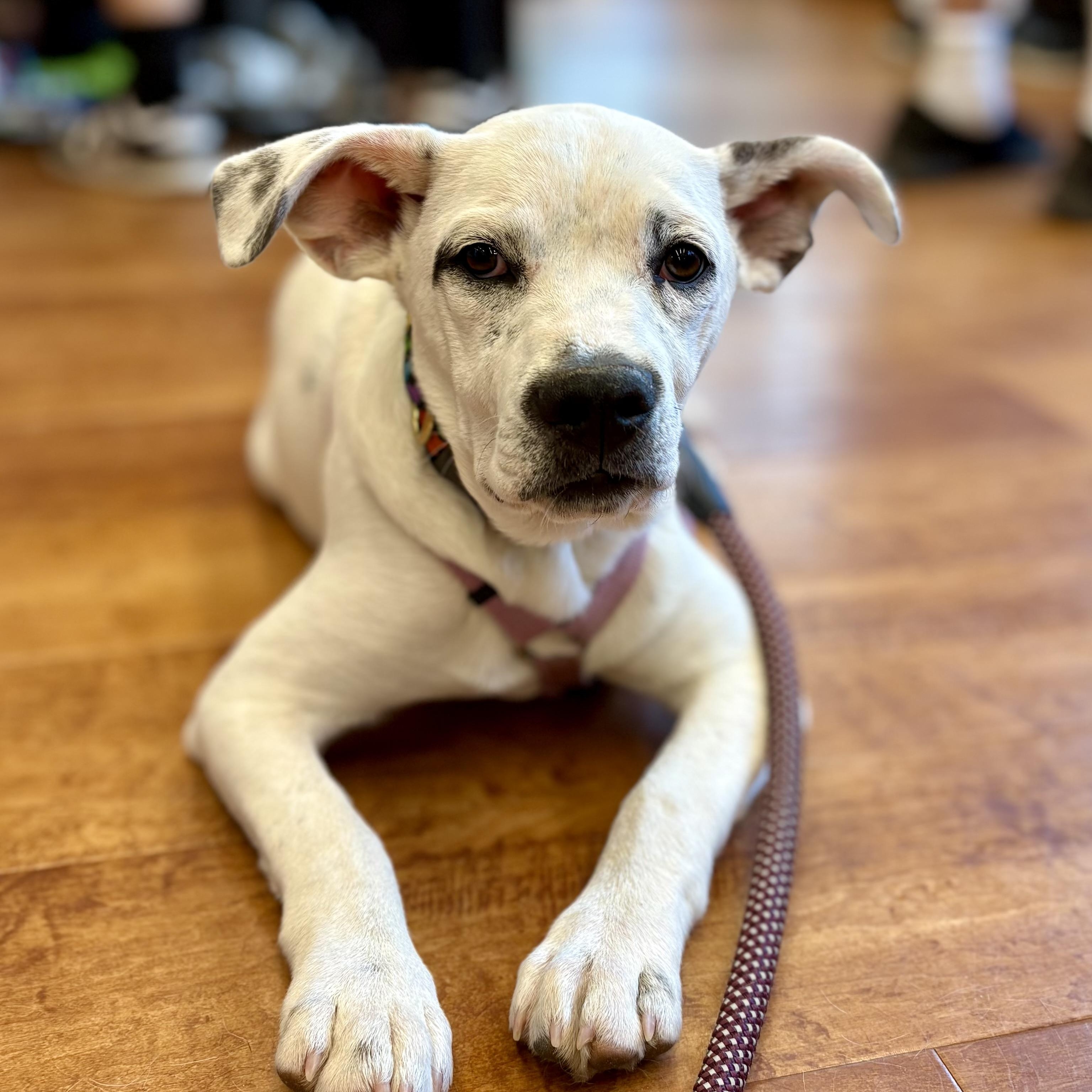 Corky, a Adoptable mixed breed in Paramus, NJ image 1/6